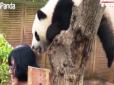Роздратована панда помстилась туристці (відео)