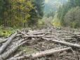 Протягом 2015-2016 років іноземці зухвало вирубували український ліс на Закарпатті - прикордонник (відео)