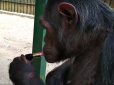 У Бердянську мавпа навчилась вправно фарбувати губи (фото)