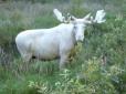 Дива природи: У Швеції сфотографували рідкісного білого лося (фото, відео)