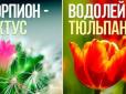 Хіти тижня. Квітковий гороскоп: Яка рослина відповідає вашому знаку Зодіаку і що в собі несе