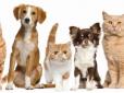 За домашніх улюбленців доведеться платити: У Верховній Раді зареєстрували законопроект щодо запровадження обліку домашніх та безпритульних тварин