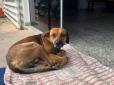 Бразильський Хатіко: Вірний пес вже п'ятий місяць чекає біля входу в лікарню свого померлого господаря (фото)