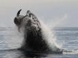 На відео потрапило неймовірне полювання косаток на горбатих китів