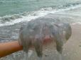 ​В Азовському морі зросла активність медуз: У мережі обговорюють гігантські розміри морських мешканців (фото)
