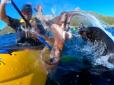 Опинився не в той час та не в тому місці: У Новій Зеландії морський котик дав каякеру по обличчю восьминогом (відео)