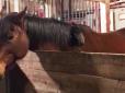 Як нахаба-півень вирішив осідлати коня і що з цього вийшло (відео)