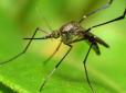 Вчені знайшли комарів, про яких можна лише мріяти