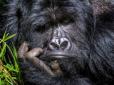 Як горили кумедно ховаються від дощу: Мережу насмішило відео
