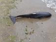 На Одещині збунтувалися відпочиваючі: З пляжу кілька днів не можуть прибрати труп дельфіна (фото)
