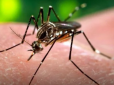 Не коронавірусом єдиним: Львівські медики виявили тропічну малярію у 46-річного чоловіка
