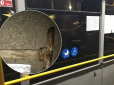 Раптово розгорівся конфлікт: У Запоріжжі пасажира автобуса побили молотком (фото, відео)