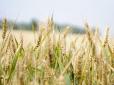 Хіти тижня. Як за часів агонії СРСР: Великий урожай зерна у Росії виявився фікцією