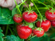 Не робіть цього, інакше полуниця виросте дрібною: ТОП-7 головних помилок
