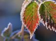 Урожай під загрозою! Названо культури, найбільш вразливі до заморозків