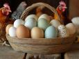 Їх яйця не треба фарбувати! В Україні вирощують диво-курей, які несуть особливі крашанки
