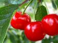 А ви знали, що вишня - суперфуд? ТОП-8 її переваг для здоров'я