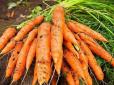 Дачникам на замітку! Названо підживлення, яке робить моркву великою і солодкою