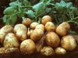 Уже стала делікатесом: Ціни на картоплю в РФ б'ють рекорди