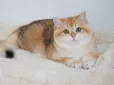 Британська золота шиншила: Як виглядають кошенята, що коштують до 300 тис. грн (фото)